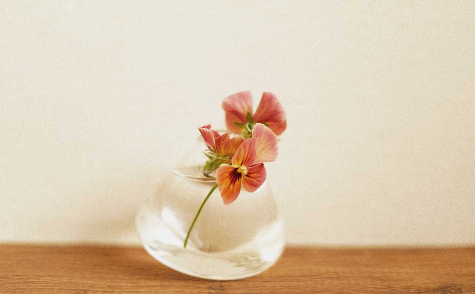パンジーの画像