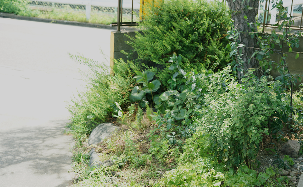 夏の草の画像